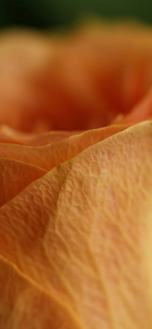 Orange Rose Petal Macro wallpaper — iPhone 16 Plus Duvar Kağıdı