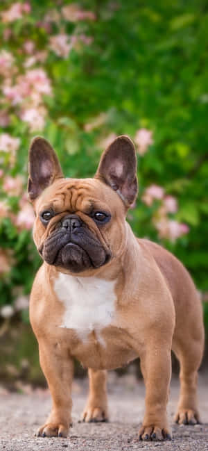 Parkta Fransız Bulldog — Köpek Duvar Kağıdı