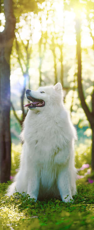 1080x2636 — Yaz Duvar Kağıdı