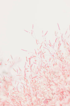 Pastel Pembe Küçük Çiçekler iPhone — Pastel iPhone Duvar Kağıdı