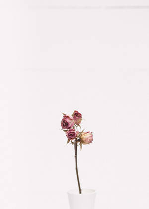 Minimalist Pembe Güller duvar kağıdı — Minimalist anime Duvar Kağıdı