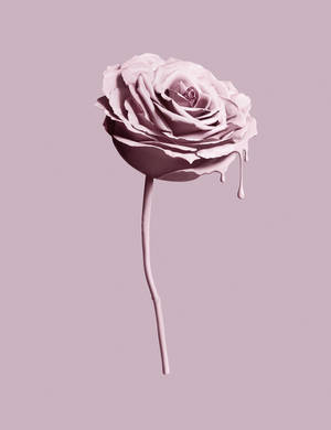 Pembe gül Tumblr estetiği duvar kağıdı