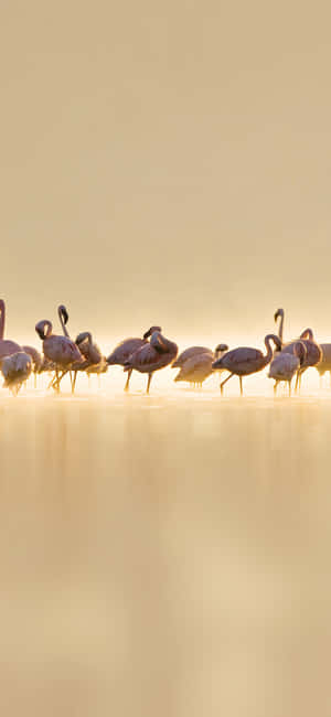 Fotoğrafçılık Flamingo Iphone — Galaxy A54 Duvar Kağıdı