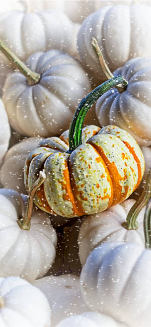 A Thanksgiving iPhone Pile Of Pumpkins — iPhone Xs Duvar Kağıdı