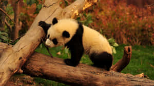 Panda Arka Planı — Panda Duvar Kağıdı