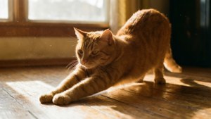 Sıcak sabah ışığında ahşap bir zeminde esneyen zencefil rengi bir tekir kedi. — Kedi Duvar Kağıdı