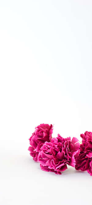 1080x2400 — Xiaomi T Duvar Kağıdı