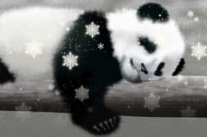 Panda Arka Planı — Panda Duvar Kağıdı