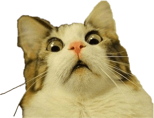 #şaşkın #kedi #freetoedit - Şeffaf Arka Planlı Kedi Meme, HD Png İndir