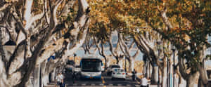 Sonbahar,Çınar,Manzara,Altın Saat,Huzurlu,Sinematik,Doğa,Sokak,Manzaralı,Yol