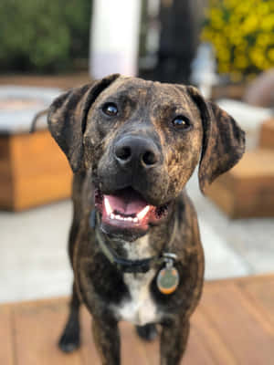 Catahoula Köpek Resimleri — iPad Pro 13 Duvar Kağıdı