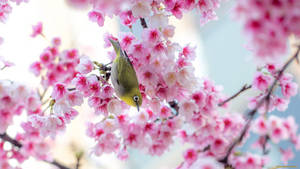 Sevimli Bahar Sakura Kuşu