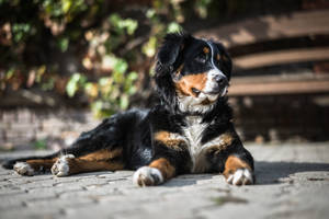 Sevimli Bernese Köpeği Güneşin Altında — Sevimli köpek Duvar Kağıdı