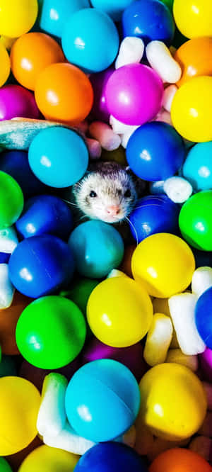 Gelincik arka plan — POCO M7 Duvar Kağıdı