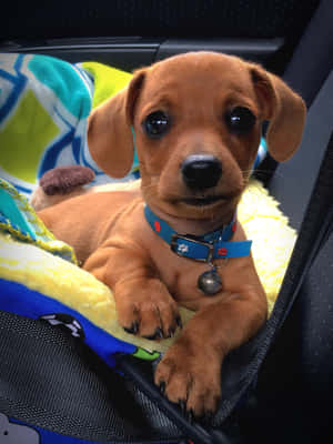 Dachshund Yavrusu Görselleri — iPad Air 13 Duvar Kağıdı