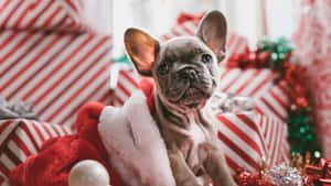 Sevimli Estetik Noel Resimleri — Sevimli estetik noel Duvar Kağıdı