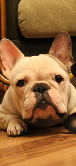 fransız bulldog Resimleri — Vivo V70 Elite Duvar Kağıdı