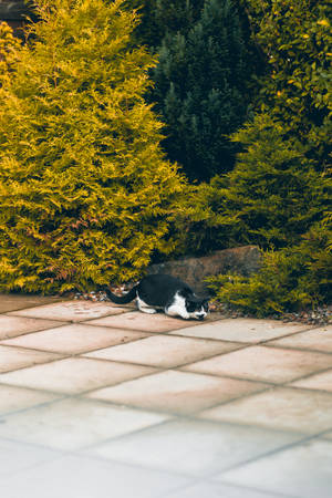 Sevimli Kedi Çalıların Yanında Uyuyor — Sevimli kedi GIF Duvar Kağıdı