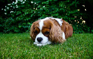 Sevimli King Charles Spaniel Yavrusu — Sevimli köpek yavrusu Duvar Kağıdı