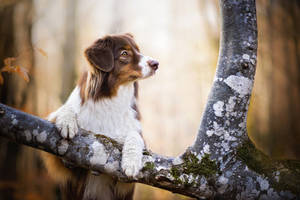 Sevimli Köpek Ağaca Tırmanıyor — Sevimli köpek Duvar Kağıdı
