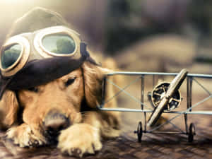 Sevimli Köpek Çimenlikte Dinleniyor — Sevimli köpek Duvar Kağıdı