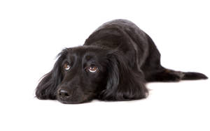 Sevimli Köpek Düz Tüylü Retriever — Sevimli köpek Duvar Kağıdı