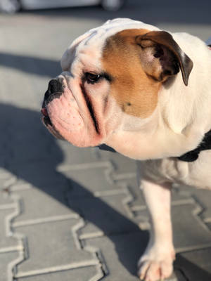 Sevimli Köpek Güneş Altında Somurtuyor — 2048x2732 Duvar Kağıdı
