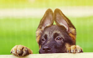 Sevimli Köpek Resimleri — Sevimli köpek yavrusu Duvar Kağıdı