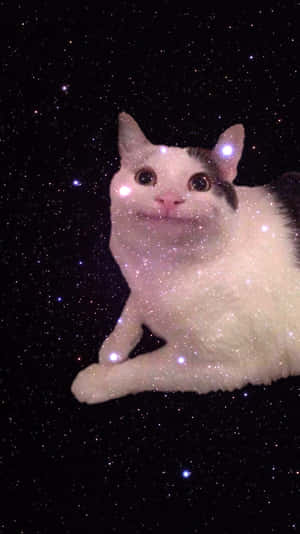 Lanetli Kedi Fotoğrafları — Kedi Meme Duvar Kağıdı