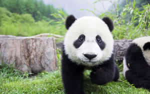 Panda Arka Planı — Panda Duvar Kağıdı
