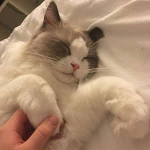 Estetik Kedi resimleri — Estetik kedi Duvar Kağıdı