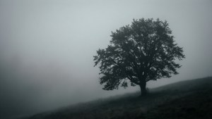 Gri sis içinde yalnız ağaç silüeti, atmosferik ve huzurlu duvar kağıdı.