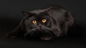 Şişman Siyah Kedi duvar kağıdı