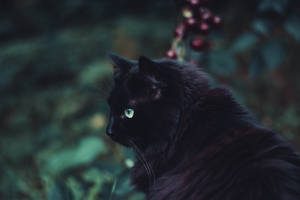 Siyah Tüylü Kedi Hayvan duvar kağıdı