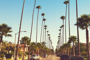 Sunset Boulevard Uzun Palmiye Ağaçları duvar kağıdı