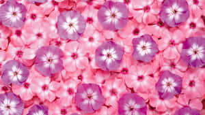 Pembe Çiçek Arka Planı