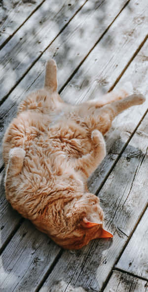 Estetik Kedi resimleri — Pixel 3 Duvar Kağıdı