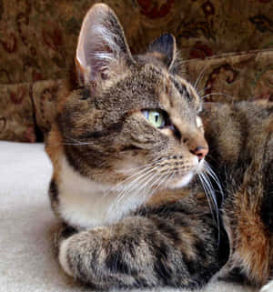 Kedi resimleri — Sevimli Kedi Duvar Kağıdı
