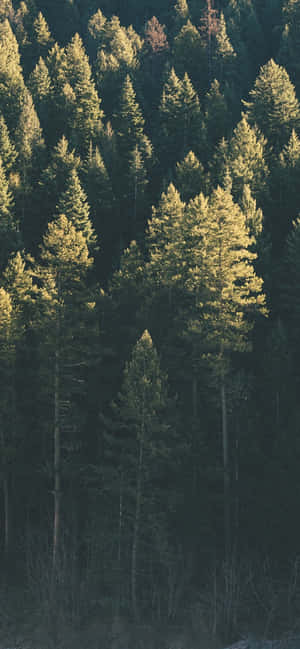 Trees Iphone — Galaxy A54 Duvar Kağıdı