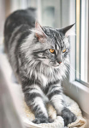 Güzel Kedi Fotoğrafları — Sevimli Kedi Duvar Kağıdı
