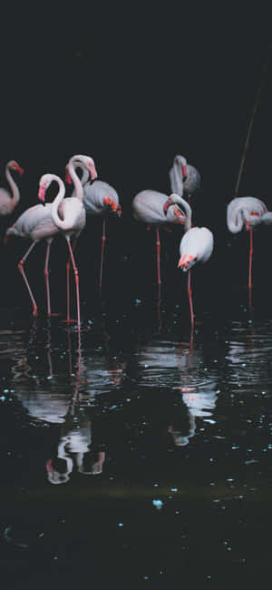 Fotoğrafçılık Flamingo iPhone — Xiaomi 17 Max Duvar Kağıdı