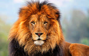 Aslan arka planı — Aslan Duvar Kağıdı