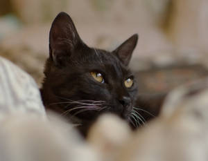 Uzaklara Bakan Siyah Kedi — Kara Kedi Duvar Kağıdı