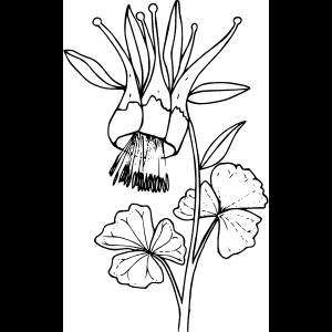 Yabani Çiçek_ Eskiz_ Sanat Eseri