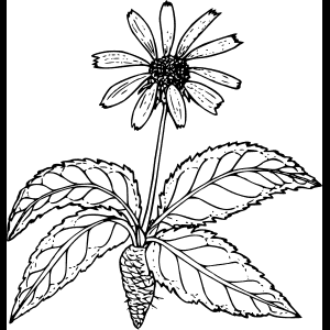 Yabani Çiçek_ Kroki_ İllüstrasyon.png
