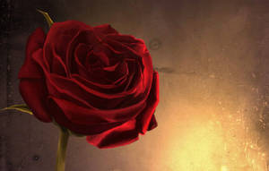 Yakın Çekim Kırmızı Gül Estetiği