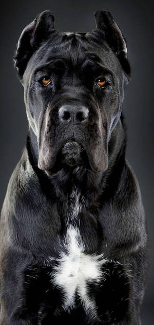 Yakışıklı Cane Corso Köpek duvar kağıdı — iPhone 17 Pro Max Duvar Kağıdı