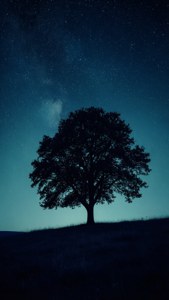 Karanlık mavi yıldızlı gece gökyüzü altında bir tepedeki ağacın silüeti, gizemli ve huzurlu. — iPhone 8 Plus Duvar Kağıdı