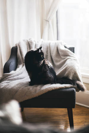 Yastıklı Sandalyede Siyah Kedi — Estetik kedi Duvar Kağıdı