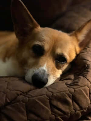 Corgi Komik Resimler — iPad Pro 13 Duvar Kağıdı